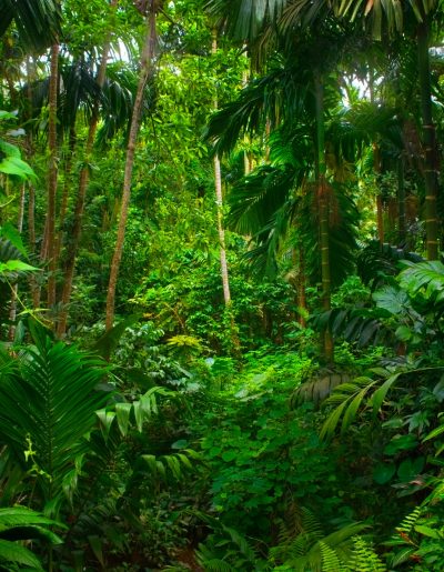 Asian tropical rainforest rainforest trees showing sustainability